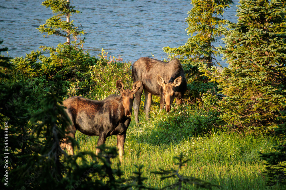 Two moose graze by a lake Two moose graze by a lake