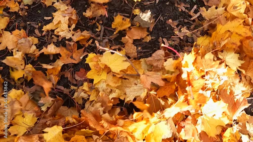 The concept of autumn, the leaves that have fallen from the trees are blown away by the wind on the ground The concept of autumn, the leaves that have fallen from the trees are blown away by the wind on the ground