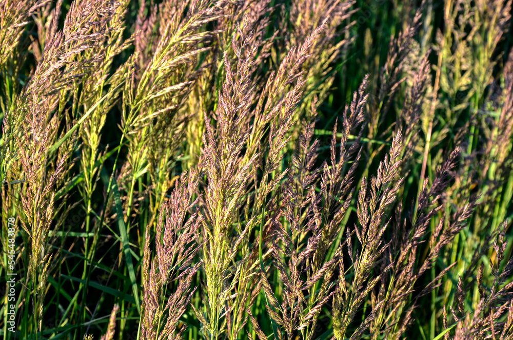 Fototapeta premium Calamagrostis epigejos grows in the wild.