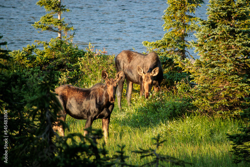 Two moose graze by a lake