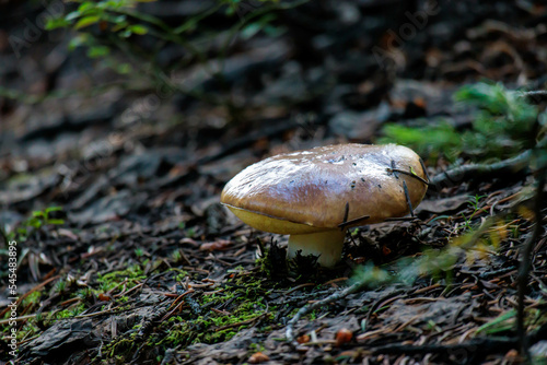A single mushroom grows on the forest floor