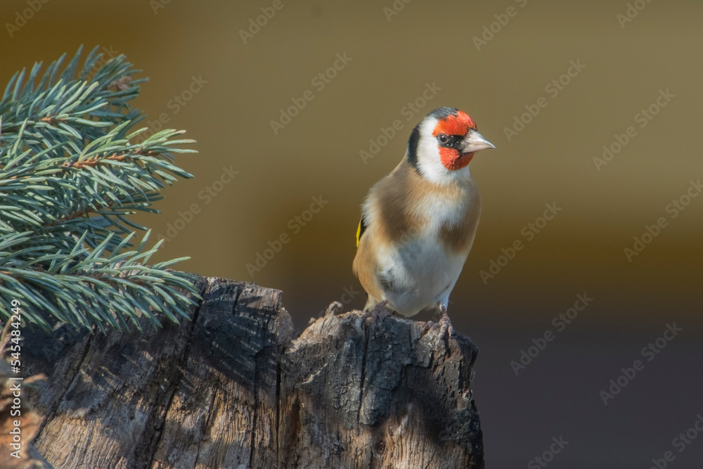 Goldfinch (Carduelis carduelis) perched on a trunk with spruce branch against warm bokeh background.