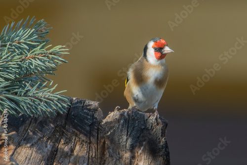 Obraz na płótnie Goldfinch (Carduelis carduelis) perched on a trunk with spruce branch against warm bokeh background. w salonie
