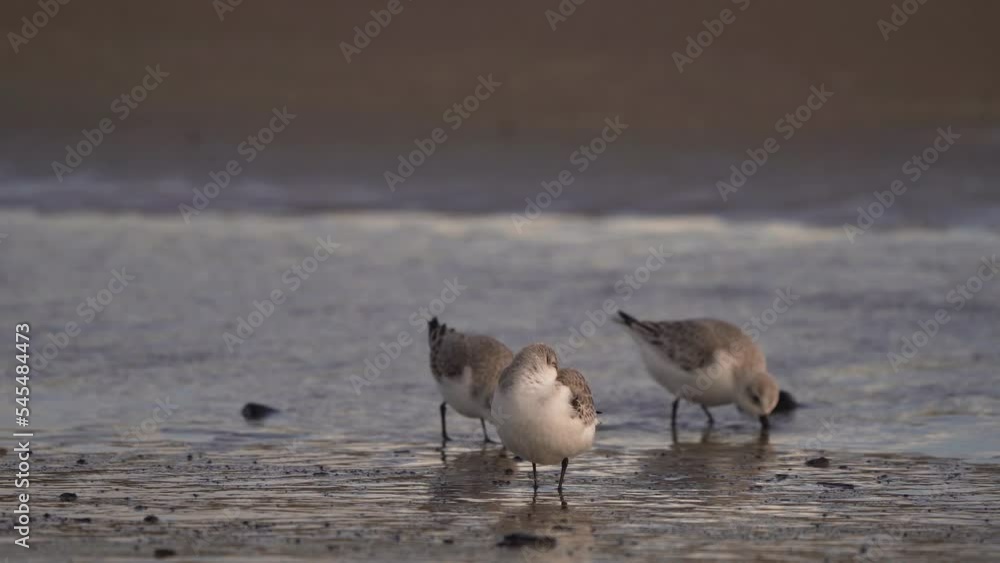 A Sanderling (Calidris alba) sleeping on the beach while other sanderlings pass by A Sanderling (Calidris alba) sleeping on the beach while other sanderlings pass by