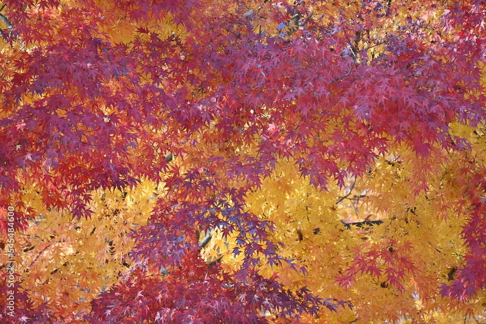 Autumn leaves of Japanese maple. Seasonal background material.