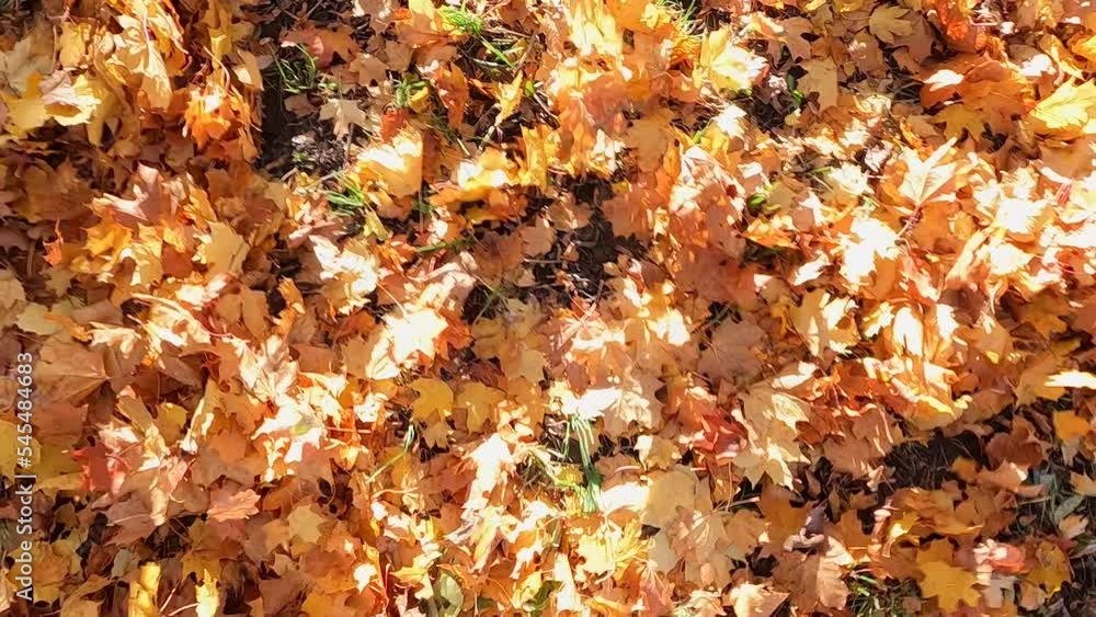 October concept - heaps with fallen maple leaves are blown away by the wind October concept - heaps with fallen maple leaves are blown away by the wind