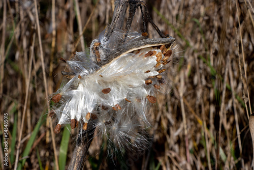 Seeds dispersing from a reed plant. © Ellen Monte
