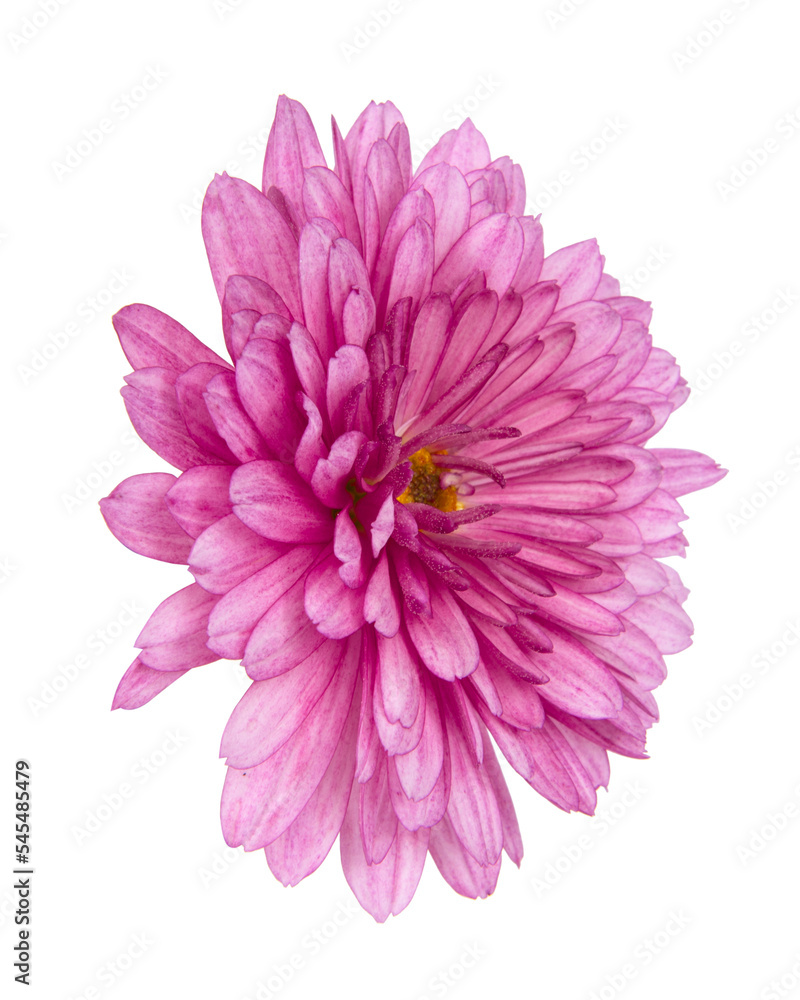 Beautiful pretty pink natural chrysanthemum flower daisy isolated on the white background