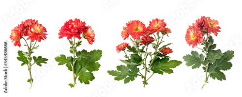 red autumn chrysanthemum flowers isolated on white background