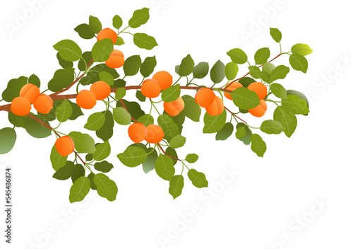 Tree branch apricot with ripe fruits. Garden plant with edible harvest. Isolated on white background. Branch with foliage and leaves. Vector