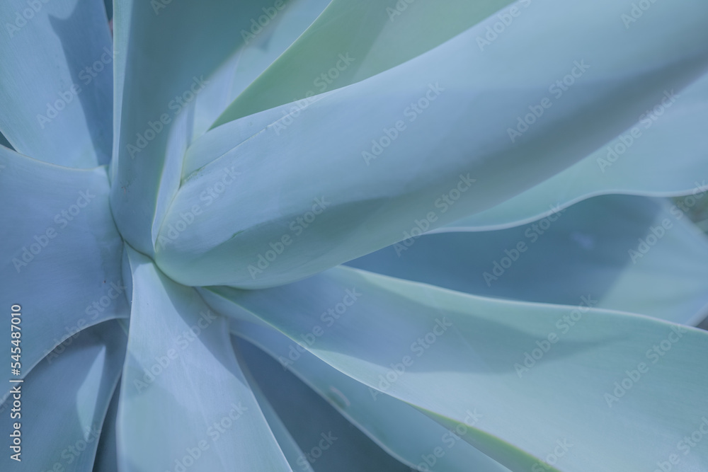 Blue abstract botanical background of fox tail agave. Closeup of blue leaves Blue abstract botanical background of fox tail agave. Closeup of blue leaves