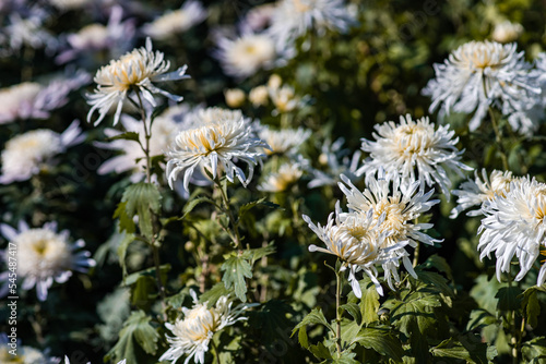 White Chrysanthemum morifolium  Vesuvius 