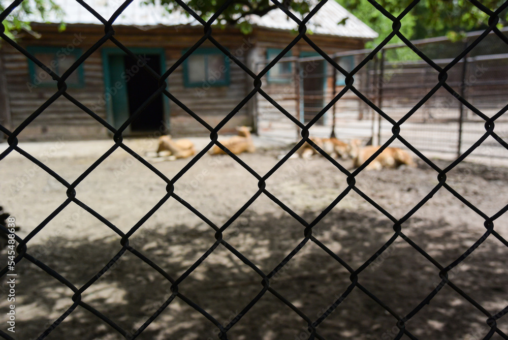 Mesh aviary in the zoo. In the background, in a strong defocus, animals and buildings