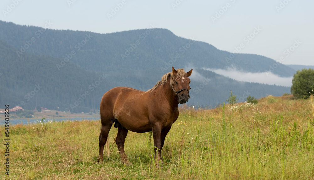 Draft (dray) horse, less often called a carthorse, workhorse. Pasture by a lake in the mountains of Bulgaria. Draft (dray) horse, less often called a carthorse, workhorse. Pasture by a lake in the mountains of Bulgaria.
