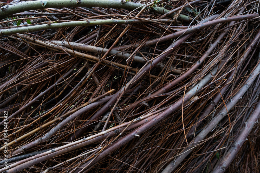 Organic reeds woven together following a natural growth pattern; sweeping lines Organic reeds woven together following a natural growth pattern; sweeping lines