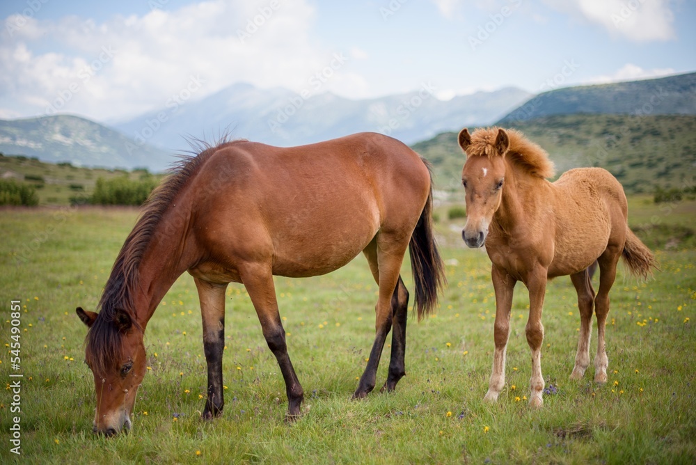 Horses Horses
