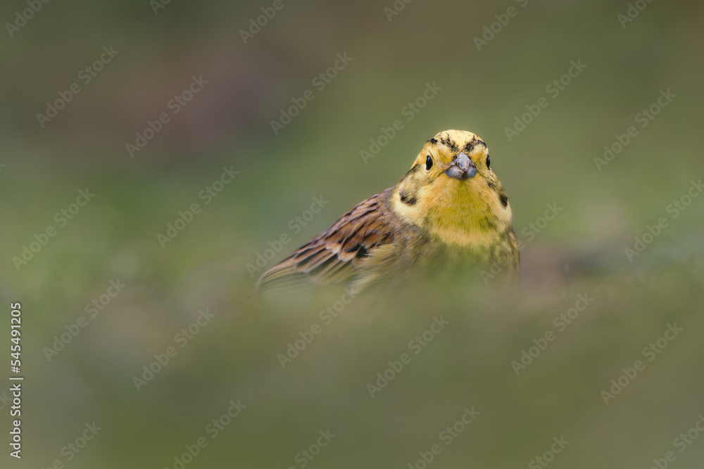 Geelgors, Yellowhammer, Emberiza citrinella Geelgors, Yellowhammer, Emberiza citrinella