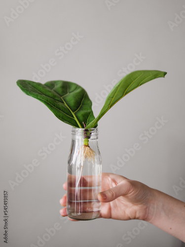 Propagating Fiddle Leaf Fig. Female hand hold glass bottle with water and cutting with two leaves of ficus lyrata with white roots. How to propagate fiddle leaf fig tree, urban gardening concept.