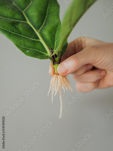 Propagating Fiddle Leaf Fig. Female hand hold stem cutting of ficus lyrata with white roots. How to propagate fiddle leaf fig tree, urban gardening concept.