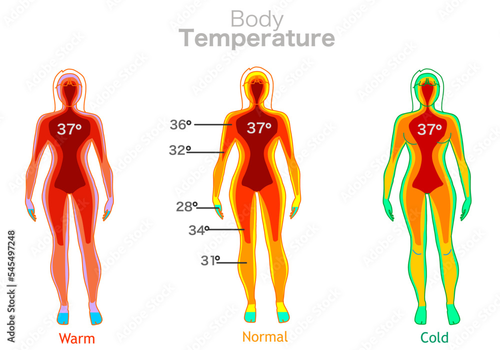 Body temperature. Warm, normal cold. Transition green to red. Human core falling from high temperature towards the limbs. 37 degrees celsius. Thermal camera. Woman thermographic illustration vector - obrazy, fototapety, plakaty 