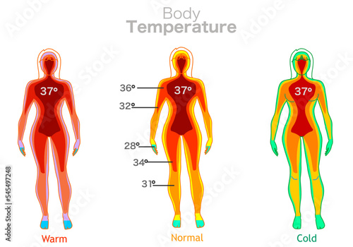 Body temperature. Warm, normal cold. Transition green to red. Human core falling from high temperature towards the limbs. 37 degrees celsius. Thermal camera. Woman thermographic illustration vector photo