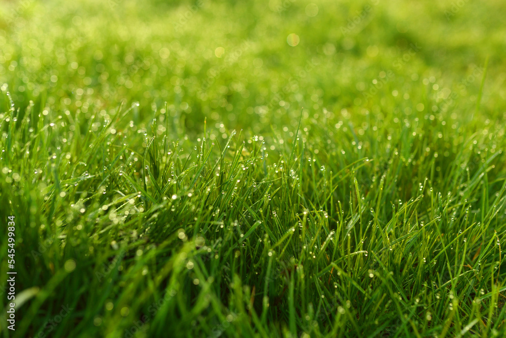 Green grass on the lawn with dew drops. Green grass on the lawn with dew drops.