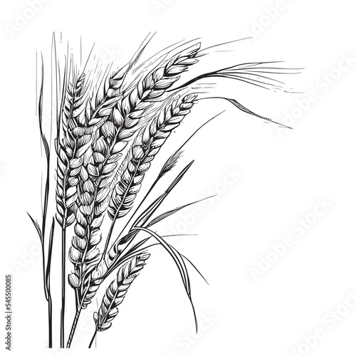 Wheat ears sketch hand drawn in doodle style Vector illustration