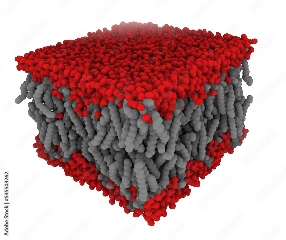 A crosssection through a biological membrane (lipid bilayer