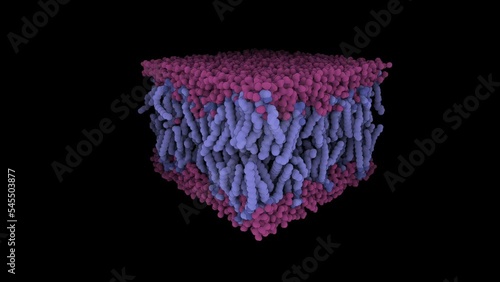 A cross-section through a biological membrane (lipid bilayer, phospholipid bilayer). Such membranes form barrier around all cells and are used in nanotechnology to generate liposomes for drug delivery photo