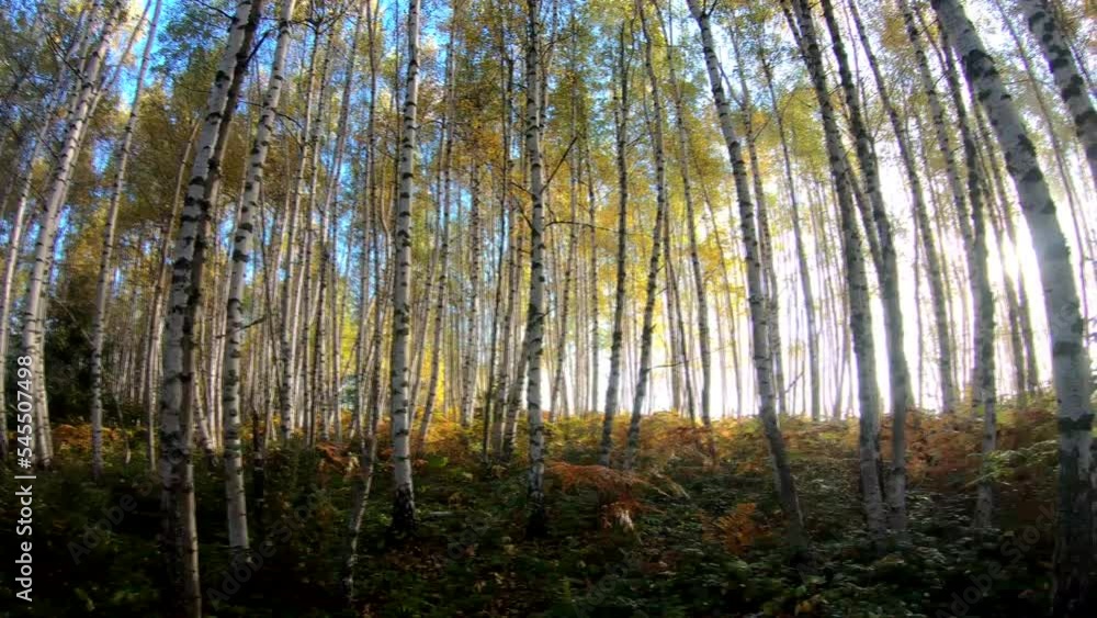 Fog in the birch forest in autumn. Timelapse 4k, panoramic head Fog in the birch forest in autumn. Timelapse 4k, panoramic head