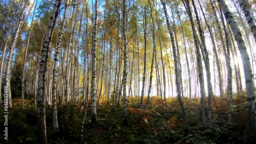 Fog in the birch forest in autumn. Timelapse 4k, panoramic head
