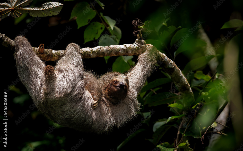 Fototapeta premium A sloth in Costa Rica 