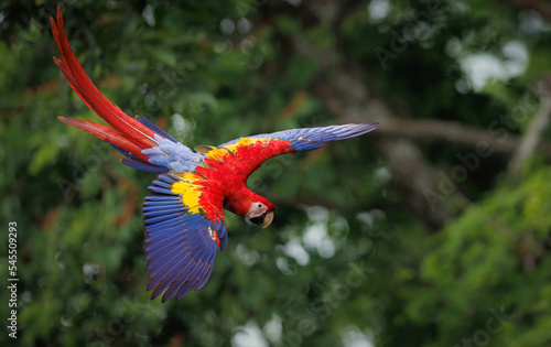 Scarlet Macaw in Costa Rica  © Harry Collins