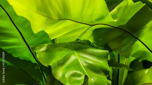 large green leaves of plant