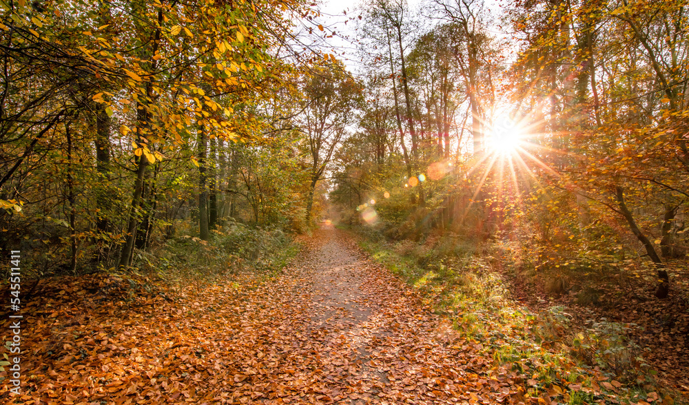 Obraz premium herbst