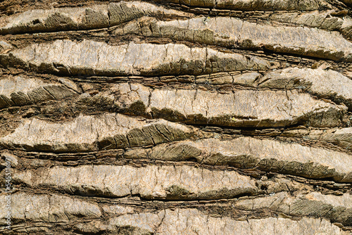 The texture of the bark of a palm tree as a design element. Tree bark used as a decorative background