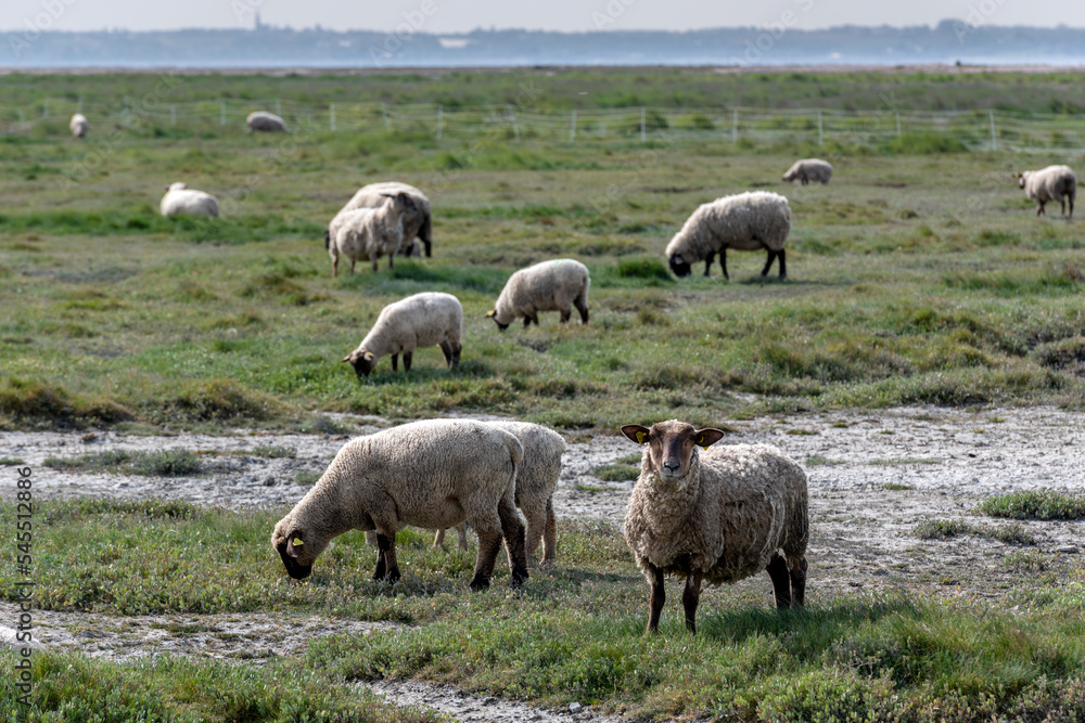 Sheep grazing in a field near the seashore, Bretagne, northern France, Europe