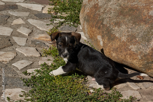 The puppy walks in the courtyard of the house and basks in the rays of the autumn sun.
