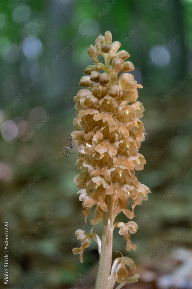 Brązowe kwiaty pasożytniczego gnieźnika leśnego  makro w rezerwacie przyrody na Ponidziu - obrazy, fototapety, plakaty 