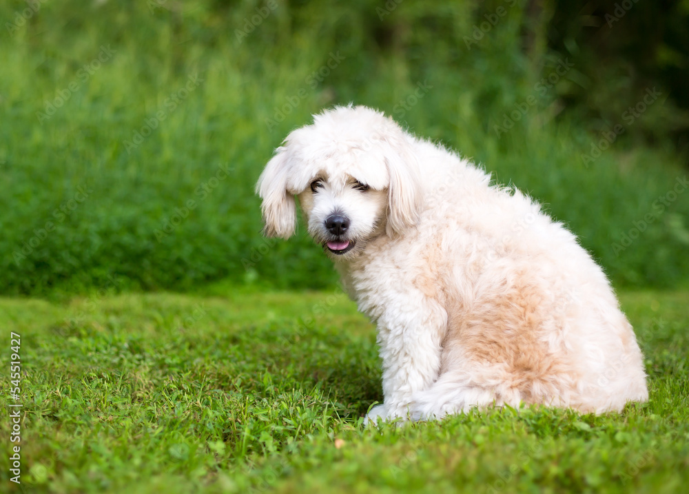 A cute Pomeranian x Poodle mixed breed dog sitting outdoors