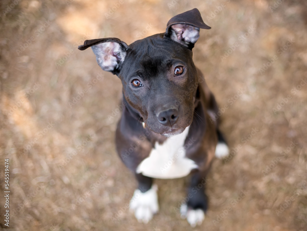 A young black and white Pit Bull Terrier mixed breed dog with floppy ears looking up at the camera with a head tilt A young black and white Pit Bull Terrier mixed breed dog with floppy ears looking up at the camera with a head tilt