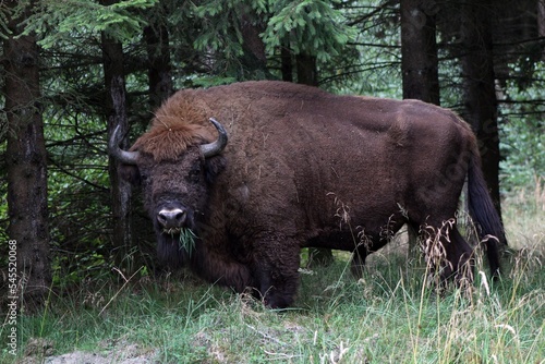 The European bison also called visent.