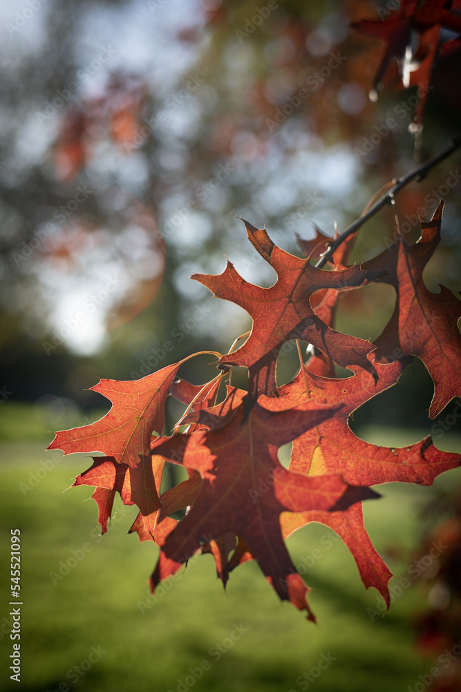 Naklejka premium Le Liquidambar