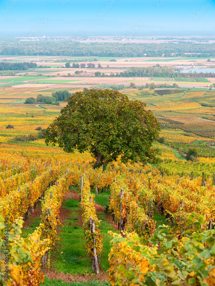 A tree among the vineyards in autumn colors on the hill above Eguisheim - wine route of Alsace, France.