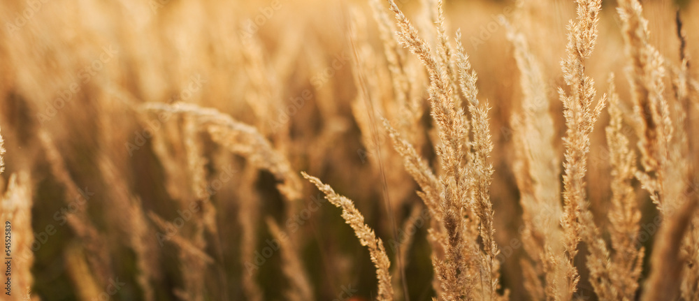 Beautiful field meadow at sunrise Beautiful field meadow at sunrise