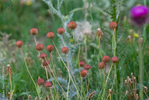 red puffball flower