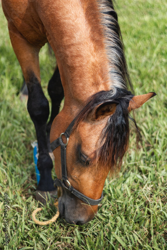 Brown horse side angle eating grass portrait from Puerto rico country side