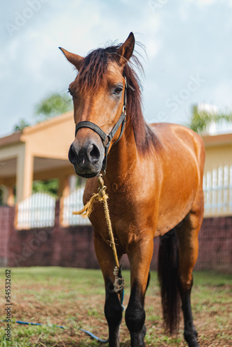 Brown horse front side full body portrait from Puerto rico country side