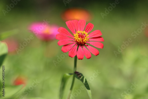 red flower in the garden