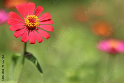 red flower in the garden